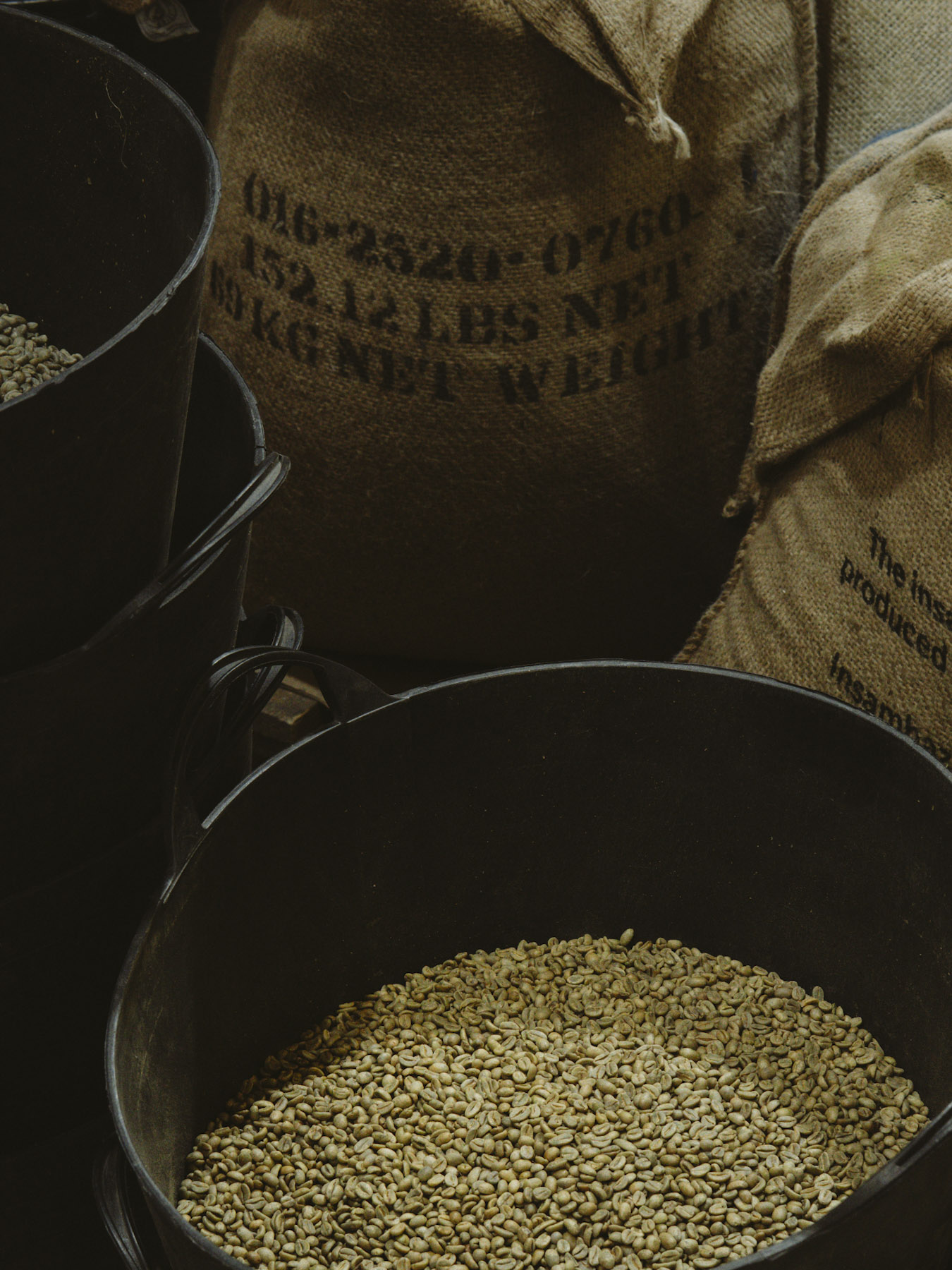 Green coffee beans in a metal tub beside hessian sacks